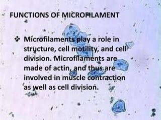 Cytoskeleton , cell shape and cell motility | PPT