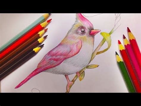 Pintura Realista De P Ssaro L Pis De Cor Faber Castell Youtube