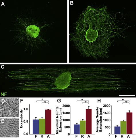 Aligned Polymer Fibers Specify The Direction Of Drg Neurite Growth Drg