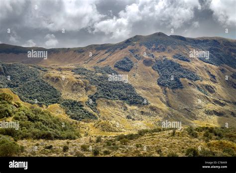 High Altitude Vegetation In Ecuadorian Andes Rich Vegetation With Different Tones Of Green And ...