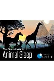 Watch The Secret World of Animal Sleep Online (2017) - Stream Episodes ...