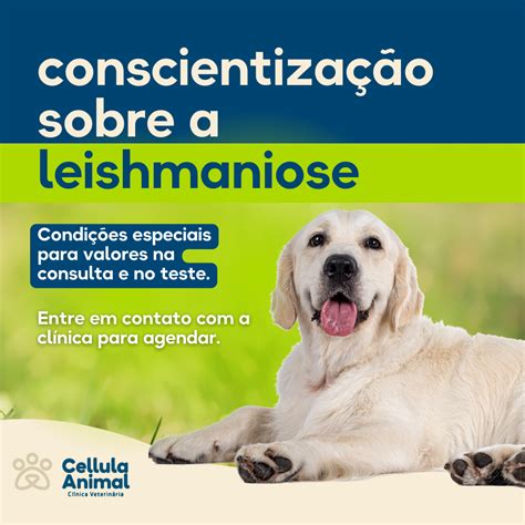 O Que Você Sabe Sobre A Leishmaniose Cellula Animal