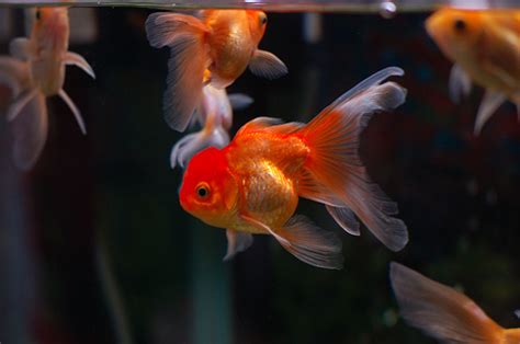 goldfish cost howmuchisitorg
