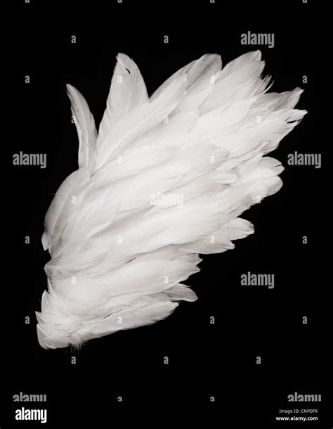 Angel wings on dark background Stock Photo - Alamy