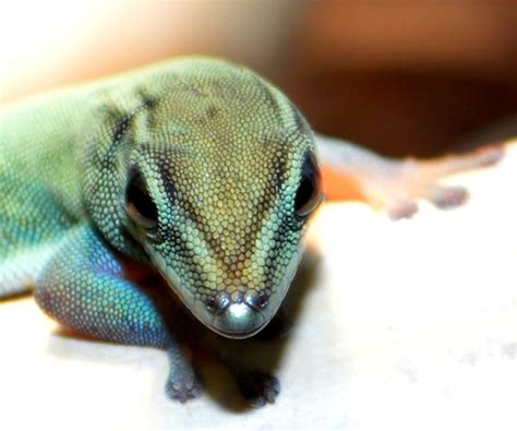 Electric Blue Day Gecko Clyde Peelings Reptiland