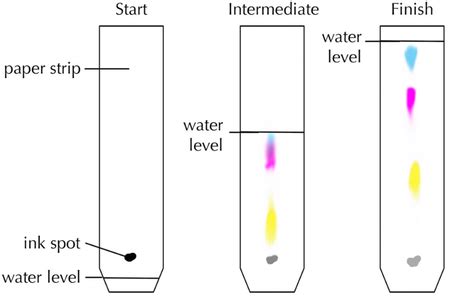 chromatogram key stage wiki
