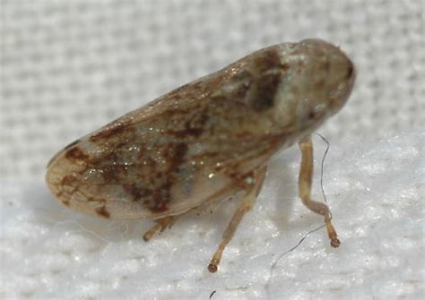 Prairie Hopper Philaenus Spumarius Bugguide Net