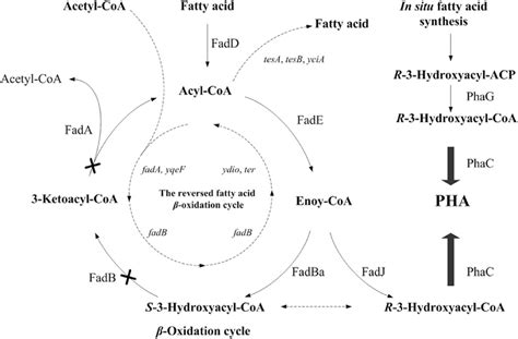 Beta Oxidation Of Fatty Acids Pathway