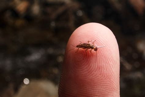 Macroinvertebrates Kenilworth Park Aquatic Gardens U S National