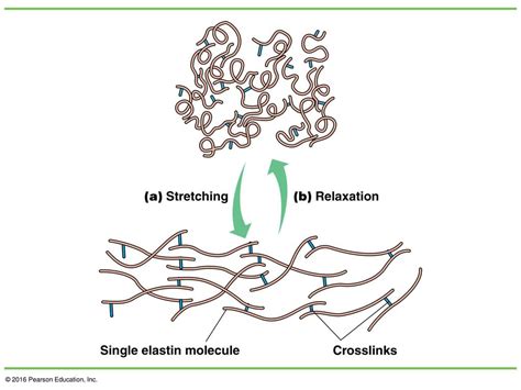 Chapter 15 Beyond The Cell Cell Adhesions Cell Junctions And