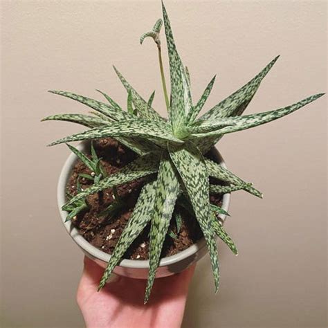 Types Of Aloe 27 Best Aloe Varieties For Containers