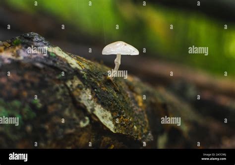 Porcelain Mushrooms Oudemansiella Mucida On A Beech Log In A Forest