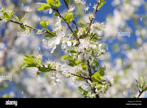 Flowering Plum Tree Stock Photo - Alamy