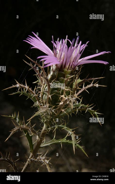 Atractylis Humilis Hi Res Stock Photography And Images Alamy