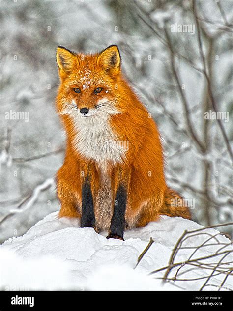 Foto E Imagen De Producto De Arte De Zorro Rojo Fotografías E Imágenes