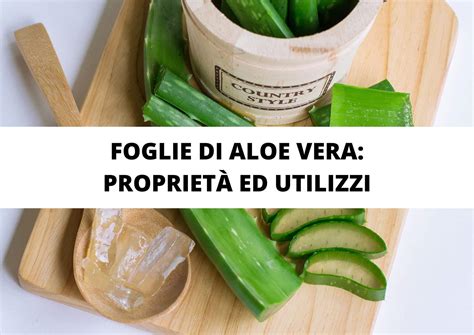 Foglie di Aloe Vera Proprietà ed Utilizzi VonDerWeid