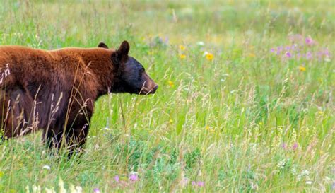 What Animal Am I Quiz 100 Accurate Personality Test