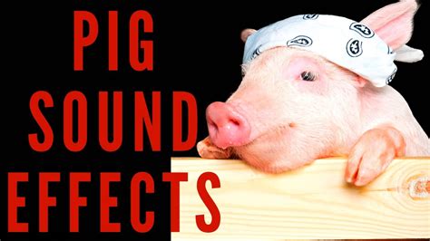 Pig Sound Effects Pig Sounds And Oink 👆😀😍 Youtube