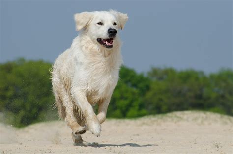 Great Pyrenees Wallpapers Images Wallpapercosmos