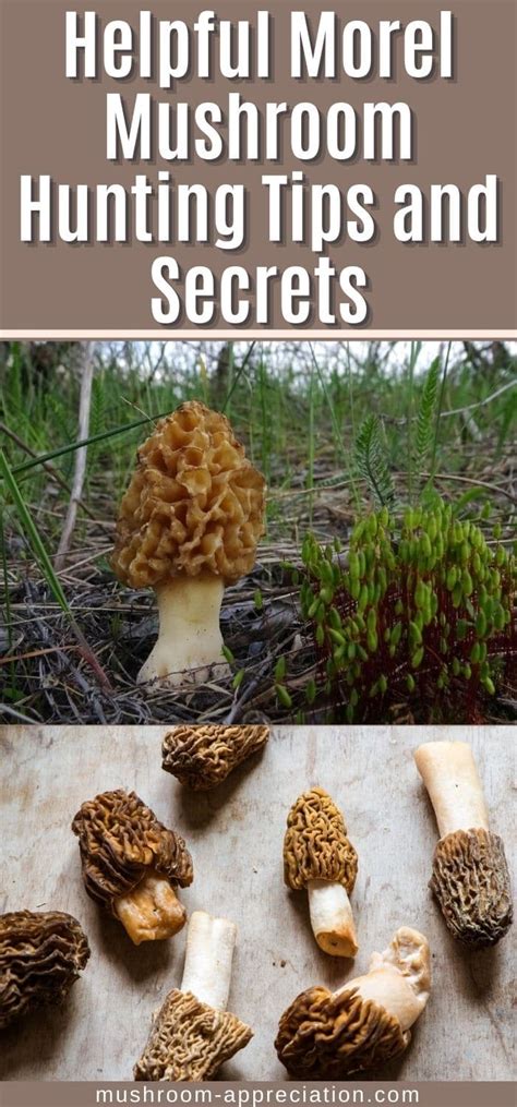 Helpful Morel Mushroom Hunting Tips and Secrets - Mushroom Appreciation