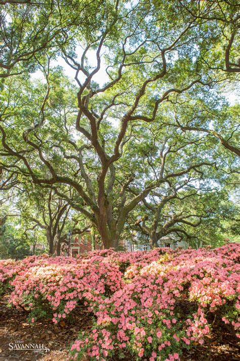 9 Stunning Photos Of Savannahs Azaleas Savannah Chat Live Oak Trees