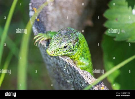 Little Green Lizard In The Garden Stock Photo Alamy