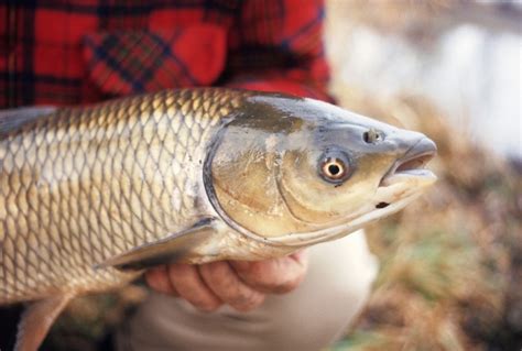 Grass Carp Invading Lake Erie Tributary Wowo 1190 Am 107 5 Fm