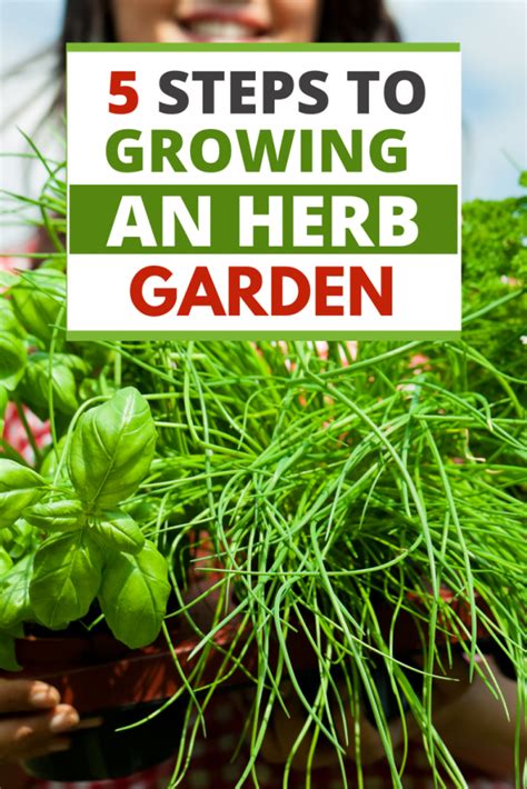 Herb Growing For Beginners Beautiful Insanity