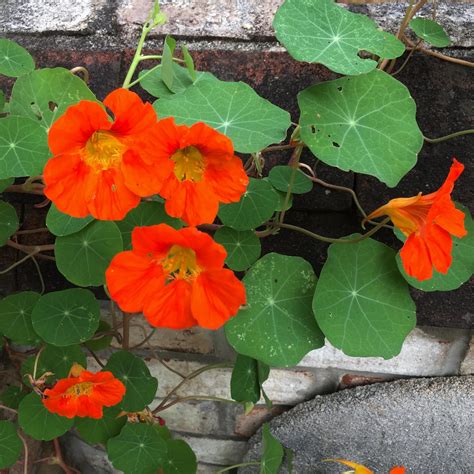 Content in a Cottage: Climbing Nasturtiums at My Cottage