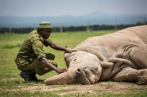 Last White Rhinos Pictured In Kenya Ahead Of Sudan Memorial Metro News