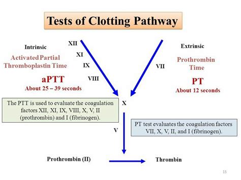 Pt Test Prothrombin Time Price Purpose And Result 2024