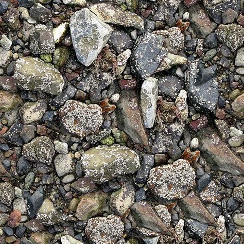 Edit free photo of Rocky,seashore,barnacles,marine,crustaceans