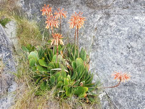 Kumara Haemanthifolia Haemanthus Leaf Aloe World Of Succulents