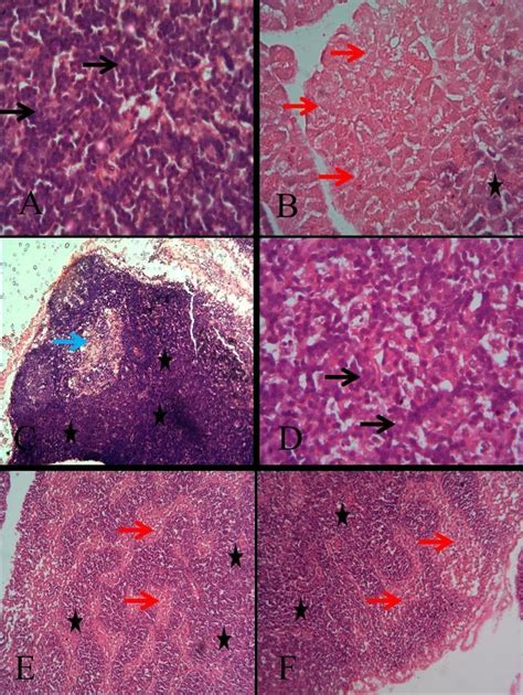 Representative Photomicrograph Of General Morphology Of The Pancreas Of Download Scientific