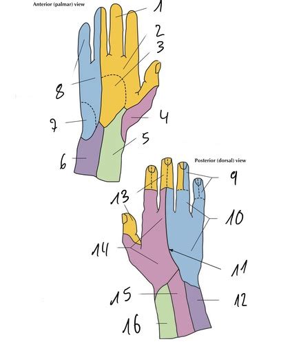 Cutaneous Innervation Hand Flashcards Quizlet