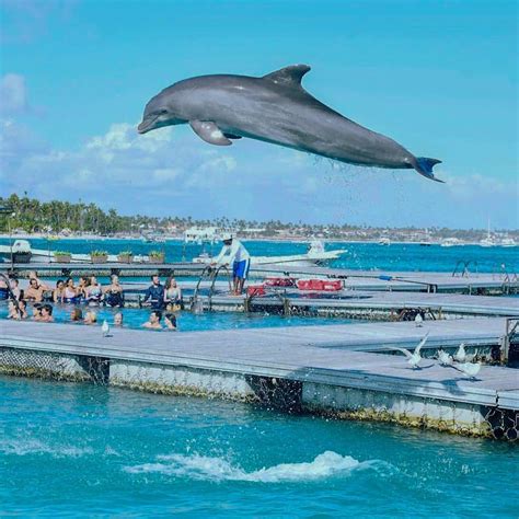 Dolphin Island Park O Spot De Sonho Onde Pode Nadar Golfinhos Em