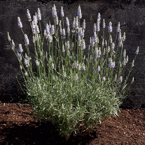 Lavender Provence Lavandula X Intermedia