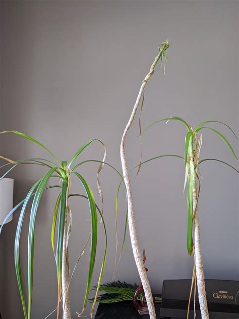 Wilting Dracena Ive Had This Plant For 8 Years And All Of A Sudden It