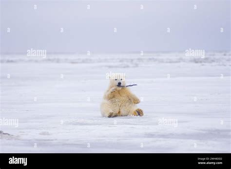 Polar Bear Ursus Maritimus Curious Cub On Newly Forming Pack Ice