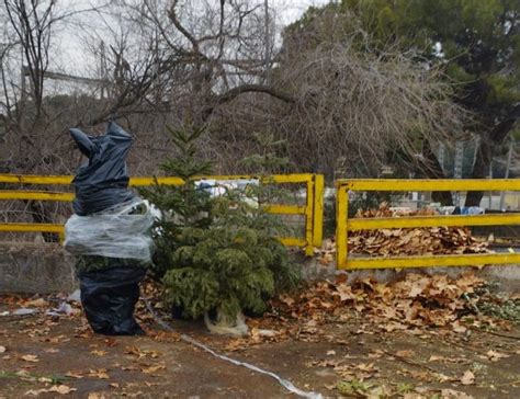 Campanya Municipal Per La Recollida Dels Arbres De Nadal Naturals