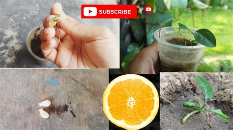 How To Grow Orange Seed Fast And Easy Way At Home To Grow Orange Tree S