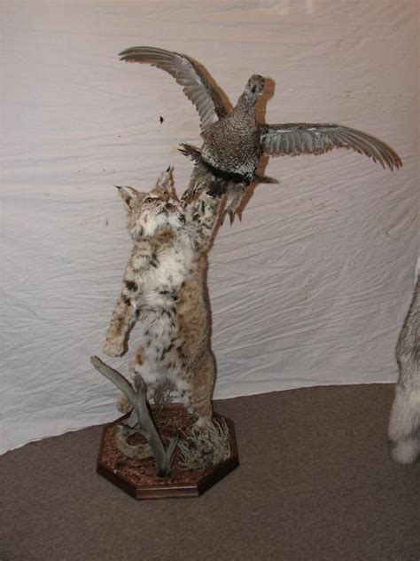 Bobcat And Grouse Lifesized Mount From Trophy Room Taxidermy And Fur Co