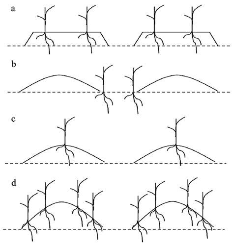 Agronomy Free Full Text Effects Of Ridge Tillage And Straw Mulching