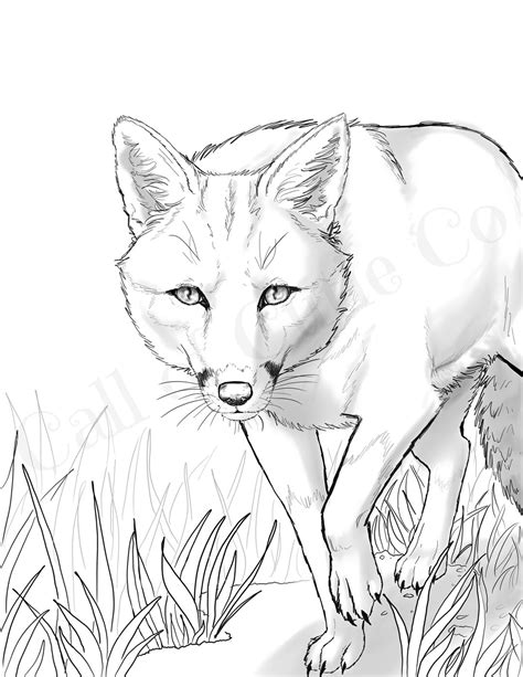 Red Fox Color Pagesfox Color Sheetsdigital Animal Color Pages Etsy