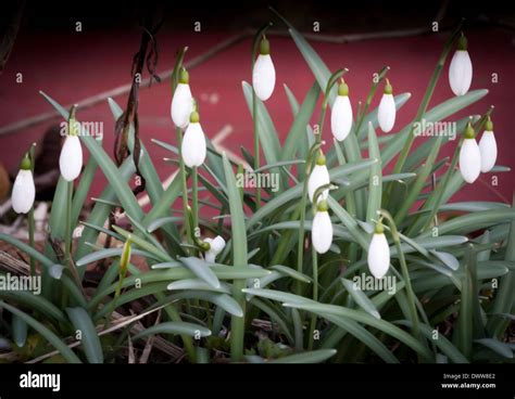 White Drops Hi Res Stock Photography And Images Alamy