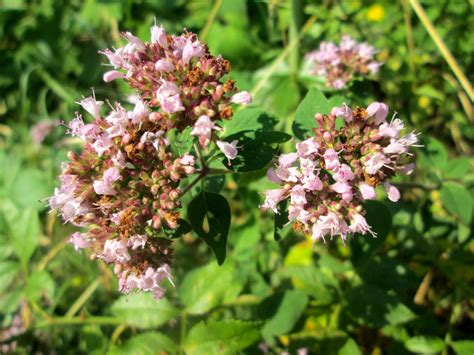 Oregano Origanum Vulgare Im B Rgerpark Saarbr Cken Free Photos On