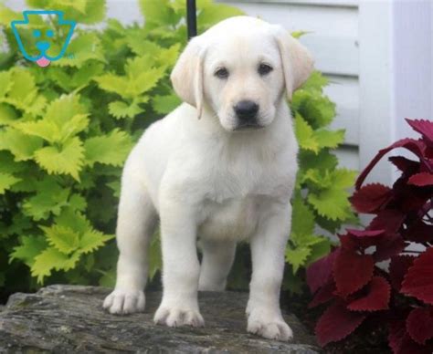 Charles English Cream Lab Yellow Lab Puppy For Sale Keystone