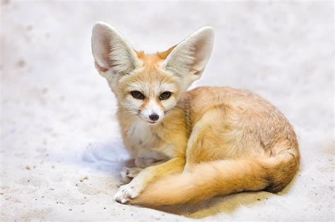 Do Fennec Foxes Make Good Pets A Z Animals