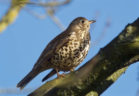 Mistle Thrush Mistle Thrush Turdus Viscivorus Nottingha… Flickr