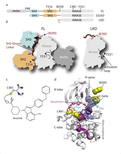 Domain Organization Of Full Length Bruton S Tyrosine Kinase Btk And